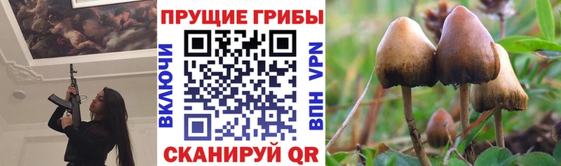 Галлюциногенные грибы Cubensis  Славгород 